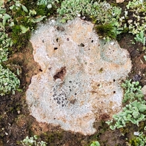 Lichen - crustose at Mitchell, ACT - 11 Aug 2022