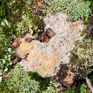 Lichen - crustose at Mitchell, ACT - 11 Aug 2022