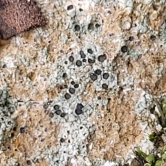 Lichen - crustose at Mitchell, ACT - 11 Aug 2022