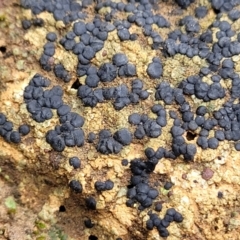 Lichen - crustose at Mitchell, ACT - 11 Aug 2022