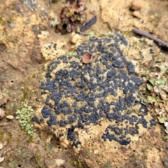 Lichen - crustose at Mitchell, ACT - 11 Aug 2022