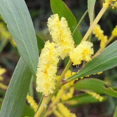 Acacia longifolia subsp. longifolia (Sydney Golden Wattle) at Mitchell, ACT - 11 Aug 2022 by trevorpreston
