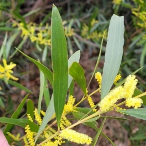 Acacia longifolia subsp. longifolia at Mitchell, ACT - 11 Aug 2022