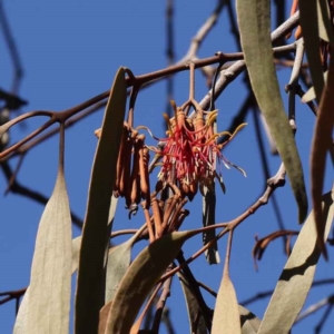 Amyema miquelii at O'Connor, ACT - 10 Aug 2022