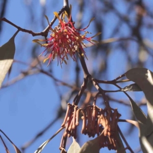 Amyema miquelii at O'Connor, ACT - 10 Aug 2022