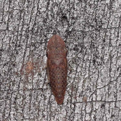 Ledrinae (subfamily) (A Flat-headed Leafhopper) at O'Connor, ACT - 10 Aug 2022 by ConBoekel