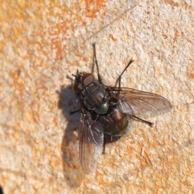 Unidentified True fly (Diptera) at O'Connor, ACT - 9 Aug 2022 by ConBoekel