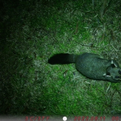 Trichosurus vulpecula (Common Brushtail Possum) at ANU Kingsley Precinct - 11 Aug 2022 by chloe