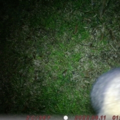 Trichosurus vulpecula at Canberra, ACT - 11 Aug 2022