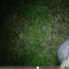 Trichosurus vulpecula at Canberra, ACT - 11 Aug 2022