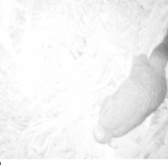 Trichosurus vulpecula (Common Brushtail Possum) at Acton, ACT - 6 Aug 2022 by Deltakai
