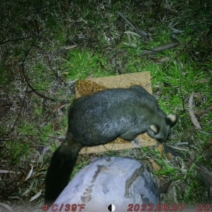 Trichosurus vulpecula at Canberra, ACT - 7 Aug 2022