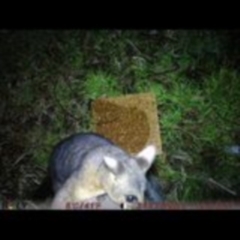 Trichosurus vulpecula (Common Brushtail Possum) at ANU Kingsley Precinct - 6 Aug 2022 by Floeflow