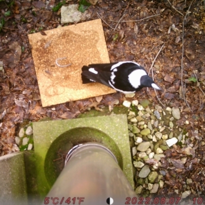 Gymnorhina tibicen (Australian Magpie) at ANU Daley Precinct - 7 Aug 2022 by DougT