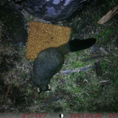Trichosurus vulpecula (Common Brushtail Possum) at Acton, ACT - 5 Aug 2022 by imogensimmons