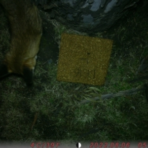 Vulpes vulpes at Acton, ACT - 6 Aug 2022 05:59 PM