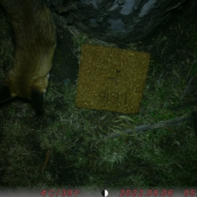 Vulpes vulpes (Red Fox) at Acton, ACT - 6 Aug 2022 by envsyoo321