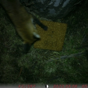 Vulpes vulpes at Acton, ACT - 6 Aug 2022 05:59 PM