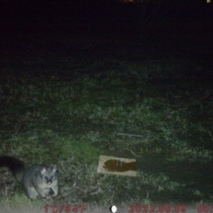 Trichosurus vulpecula (Common Brushtail Possum) at Acton, ACT - 9 Aug 2022 by Aoibhinn