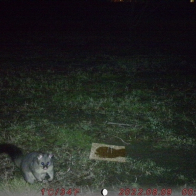 Trichosurus vulpecula (Common Brushtail Possum) at Acton, ACT - 9 Aug 2022 by Aoibhinn