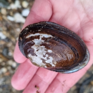 Velesunio ambiguus at Bungendore, NSW - suppressed