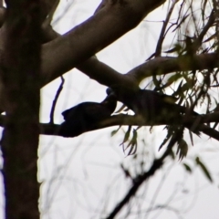 Calyptorhynchus lathami (Glossy Black-Cockatoo) at Moruya, NSW - 11 Aug 2022 by LisaH