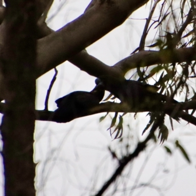 Calyptorhynchus lathami (Glossy Black-Cockatoo) at Moruya, NSW - 11 Aug 2022 by LisaH