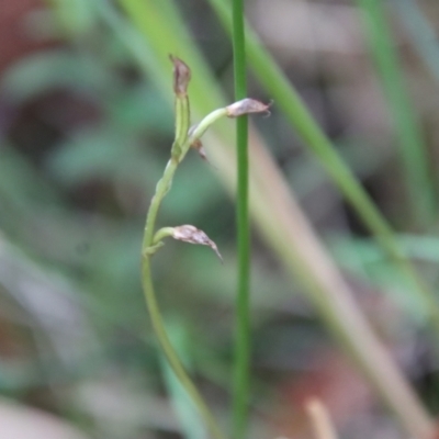 Acianthus fornicatus (Pixie-caps) at Moruya, NSW - 11 Aug 2022 by LisaH