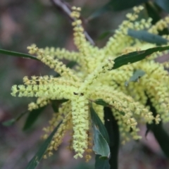 Acacia longifolia subsp. longifolia (sallow or Sydney golden wattle) at Moruya, NSW - 11 Aug 2022 by LisaH