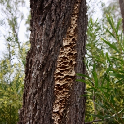 Unidentified Fungus by LisaH