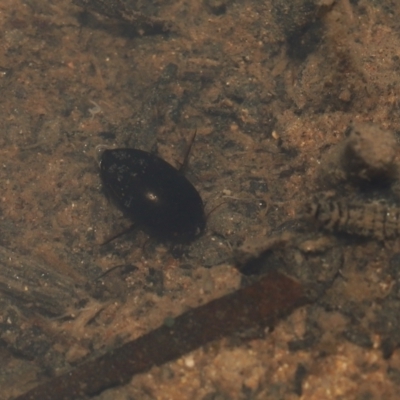 Corixidae (family) (Water Boatman) at Paddys River, ACT - 10 Aug 2022 by TimL