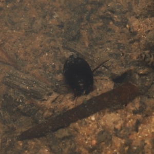 Corixidae (family) at Paddys River, ACT - 10 Aug 2022