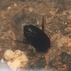 Corixidae (family) at Paddys River, ACT - 10 Aug 2022