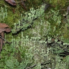 Cladonia sp. (genus) (Cup Lichen) at Tidbinbilla Nature Reserve - 10 Aug 2022 by TimL