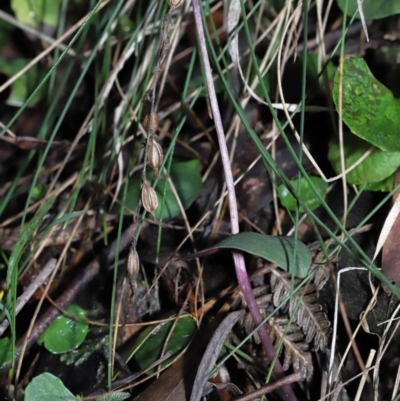 Acianthus exsertus (Large Mosquito Orchid) at Paddys River, ACT - 10 Aug 2022 by TimL