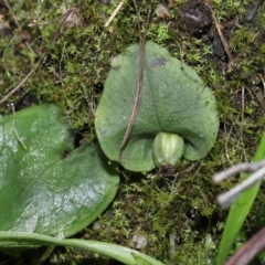 Corysanthes sp. (A Helmet Orchid) at Paddys River, ACT - 10 Aug 2022 by TimL