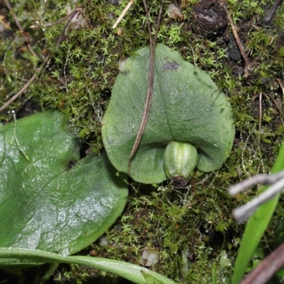 Corysanthes sp. (A Helmet Orchid) at  - suppressed by TimL