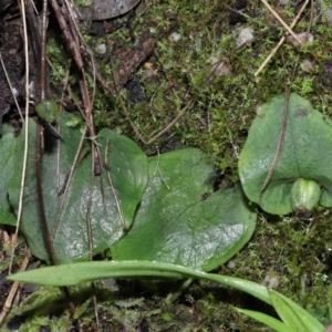 Corysanthes sp. at suppressed - 10 Aug 2022