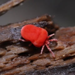 Trombidiidae (family) (Red velvet mite) at Tidbinbilla Nature Reserve - 10 Aug 2022 by TimL