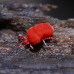 Trombidiidae (family) at Paddys River, ACT - 10 Aug 2022