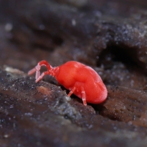 Trombidiidae (family) at Paddys River, ACT - 10 Aug 2022