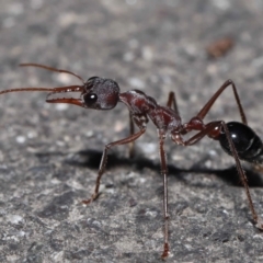 Myrmecia pyriformis at Paddys River, ACT - 10 Aug 2022