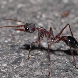 Myrmecia pyriformis at Paddys River, ACT - 10 Aug 2022