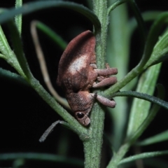 Gonipterus pulverulentus (Eucalyptus weevil) at ANBG - 7 Aug 2022 by TimL