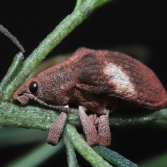 Gonipterus pulverulentus at Acton, ACT - 7 Aug 2022