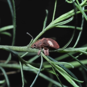 Gonipterus pulverulentus at Acton, ACT - 7 Aug 2022