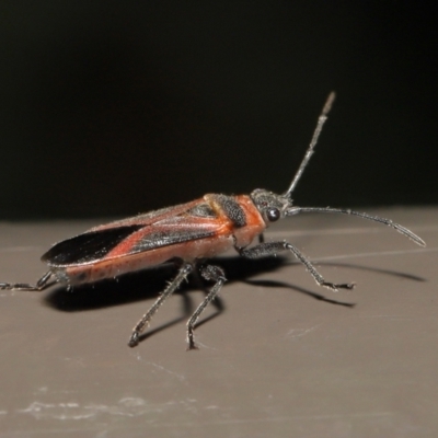 Leptocoris mitellatus (Leptocoris bug) at ANBG - 6 Aug 2022 by TimL