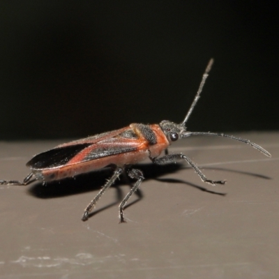 Leptocoris mitellatus (Leptocoris bug) at Acton, ACT - 7 Aug 2022 by TimL