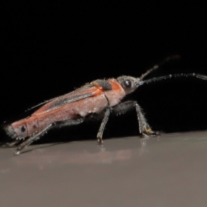 Leptocoris mitellatus at Acton, ACT - 7 Aug 2022