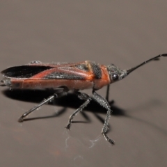 Leptocoris mitellatus at Acton, ACT - 7 Aug 2022